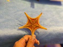 -千岛蚝高压锅生蚝·人参火锅(白云万达店)