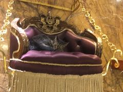 -more than meow吴止猫主题餐厅(承德 中船汇店)