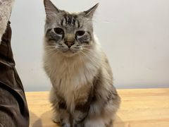 -是阿柴呀！柴犬咖啡·爱喵喵猫咖