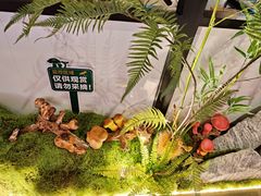-野·大山里野生菌石锅土鸡(益田假日店)
