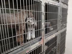 -瑞鹏宠物医院·微创内窥镜·骨外科·牙科(翠竹分院)