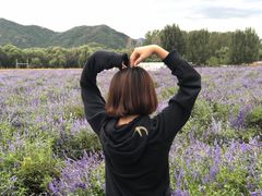 -北京东方普罗旺斯薰衣草庄园