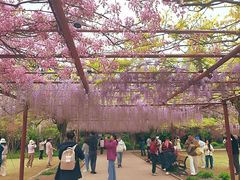 -嘉定紫藤园