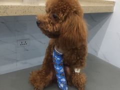 -伟伟宠物医院·CT影像中心·瑞派犬猫综合性门诊(汉口总院)