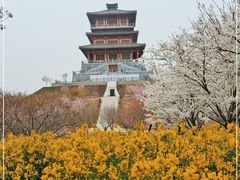 -古柏渡丰乐樱花园