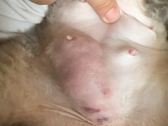 -纳吉亚猫专科动物医院博雅分院