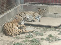 -石家庄市动物园