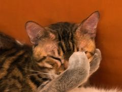 -豆逗聊愈猫阁Easy Life