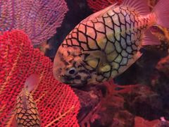 -迪拜水族馆及水下动物园