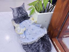-共舞时光猫咖·狗咖(新街口店)
