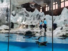 -帝企鹅自助餐厅•儿童岛•真企鹅(长隆企鹅酒店)