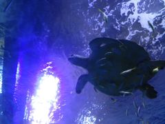 海底走廊-多彩贵州城极地海洋世界