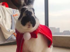 -菲尔斯特宠物医院