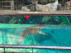 -清迈夜间动物园