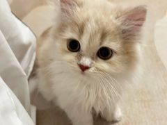 -欣宠猫屋·矮脚拿破仑·蓝金金渐层