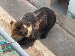 -青藏高原野生动物园