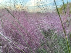 -艾溪湖湿地公园