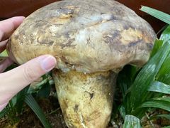-菌之家·专业纯野生菌火锅·特色炒菌