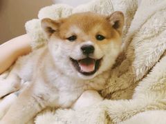 -翊宠yipet猫狗购宠庄园犬舍•猫舍