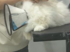 -八公叔叔宠物美容连锁(春申店)