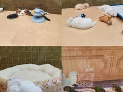 -帕帕拉兹宠物(亚洲旗舰店)