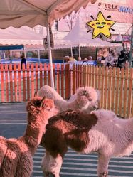 -萌宠亲子动物乐园(槐房万达店)