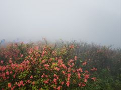 -大围山国家森林公园
