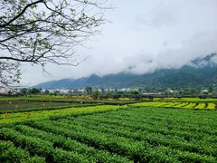-杨家堂村