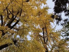 -古大圣慈寺