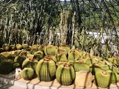 -深圳仙湖植物园