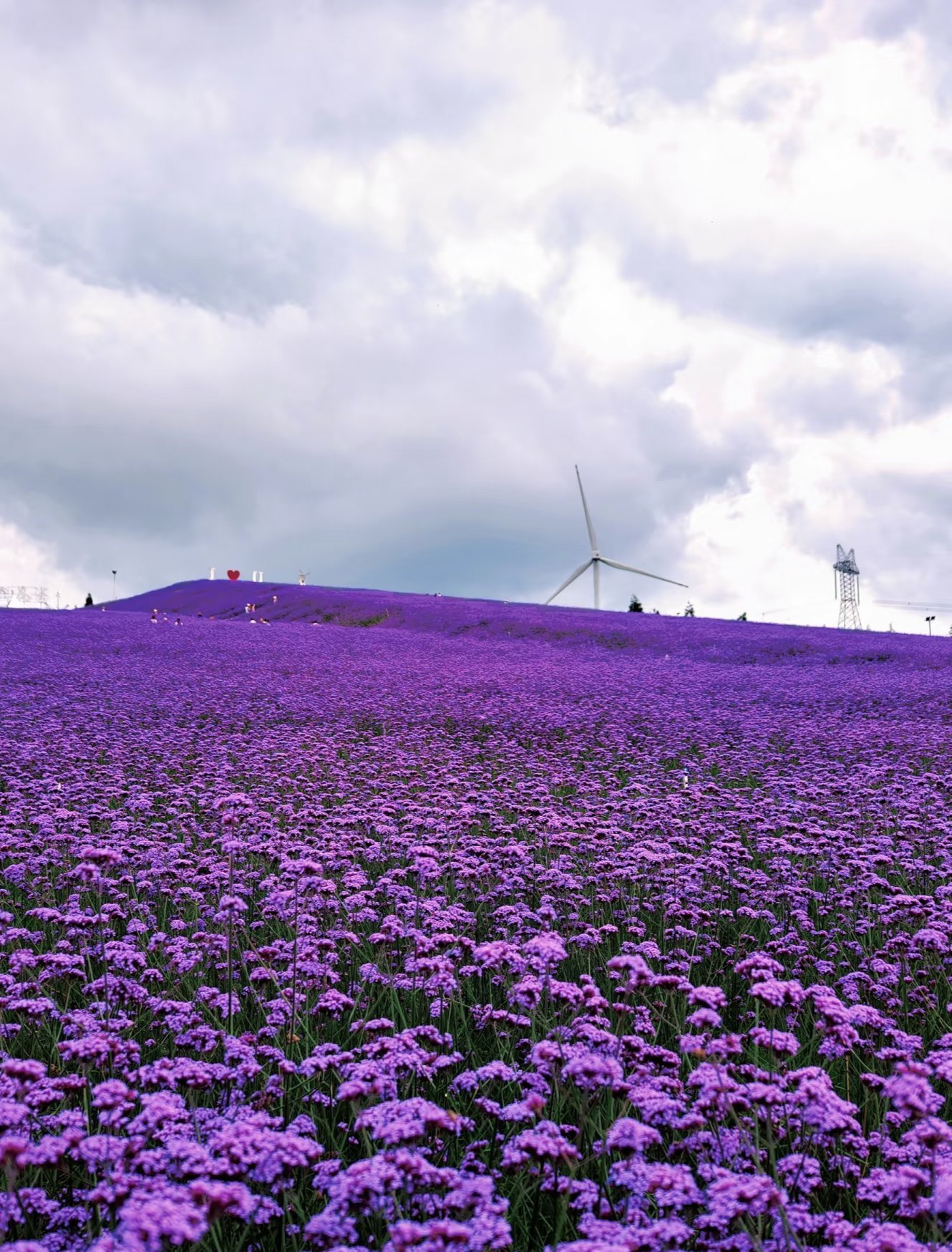 🌸 贵阳高坡云顶花海