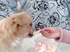 -宠福鑫康馨动物医院·骨科·眼科