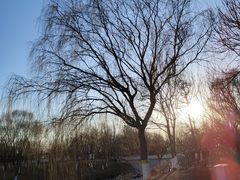 -大兴滨河森林公园