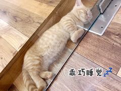 -袖虎·猫馆(体育西路店)