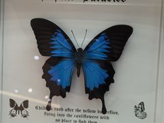 -蝴蝶泉公园