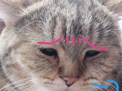 -喵屿·大理花园猫咖