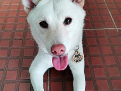 -柴犬高等学院·狗咖·柴犬售卖·宠物训练