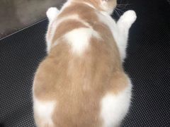 -PETKIT小佩宠物·低压洗护(国顺东路店)