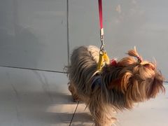 -乖乖宠物医院·猫科·急重症中心(车站北路分院)