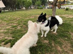 -爪吧宠物乐园 (温榆河示范区店)