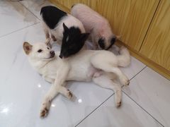 -柴源莊·柴小宠柴犬咖啡