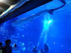 -烟台海昌鲸鲨海洋公园