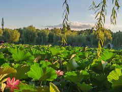 -长春市南湖公园