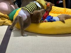 -逗柴咖啡屋·狗咖猫咖宠物桌游