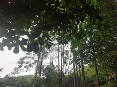 -火炉山森林公园
