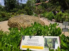 -新加坡植物园