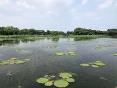 -荷塘月色湿地公园·向阳花洲