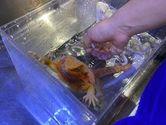 -酷以爬仙阁实体爬宠店·守宫·蜥蜴·专业繁育