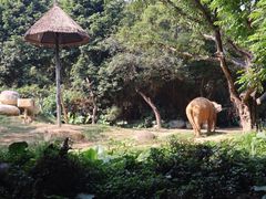 -广州长隆野生动物世界