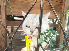 -喵屿·大理花园猫咖